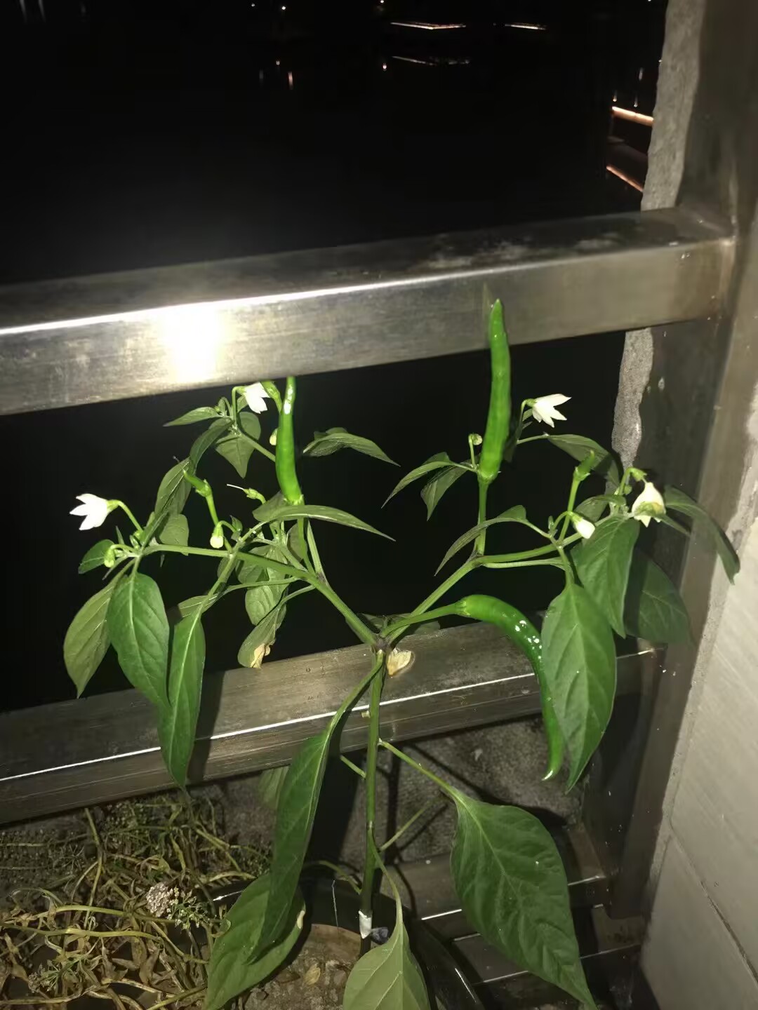 不知道从何而来但十分顽强的椒